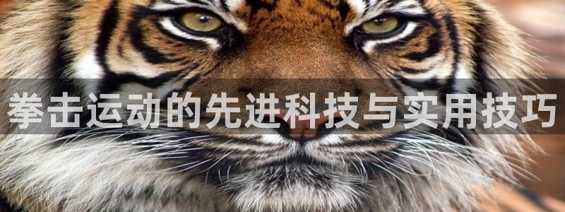 凯捷体育集团：拳击运动的先进科技与实用技巧